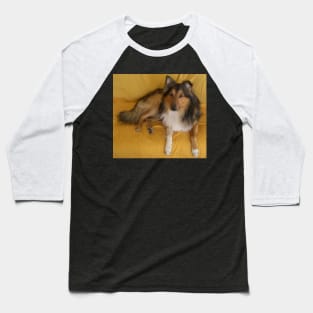 shetland sheepdog laying Baseball T-Shirt